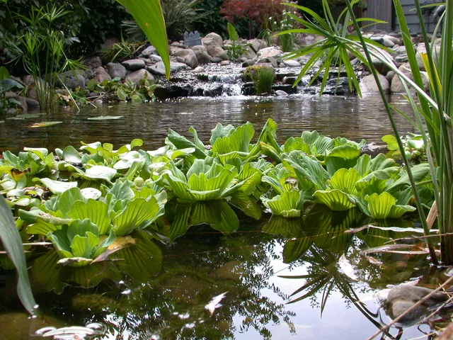 Water lettuce floating below a pond waterfall