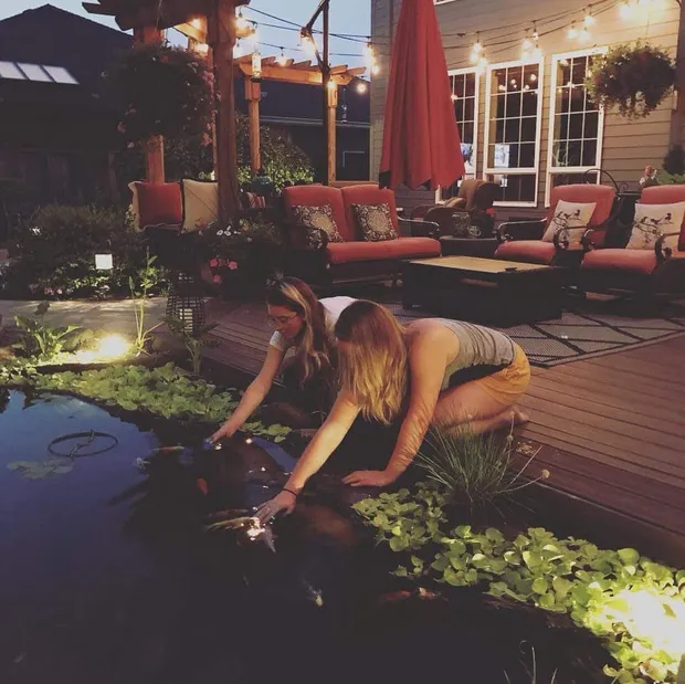 Clear, healthy koi pond at twilight — feeding time after seasonal care