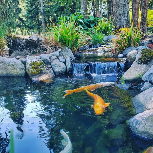 Koi swimming below a waterfall in a clear Earthworks pond