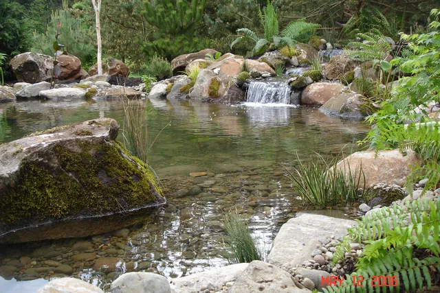 Natural pond and waterfall with mossy boulders and ferns