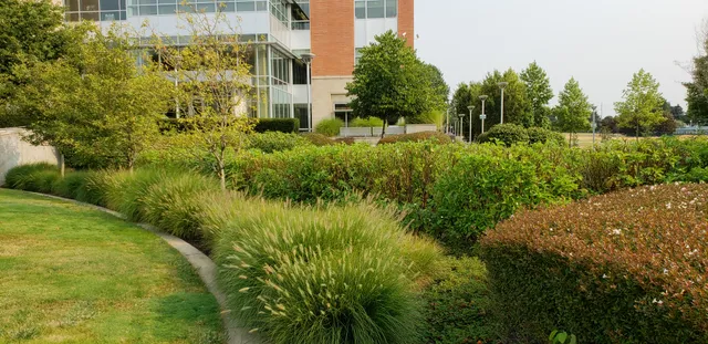 Fountain grasses and clipped hedges along a commercial office frontage