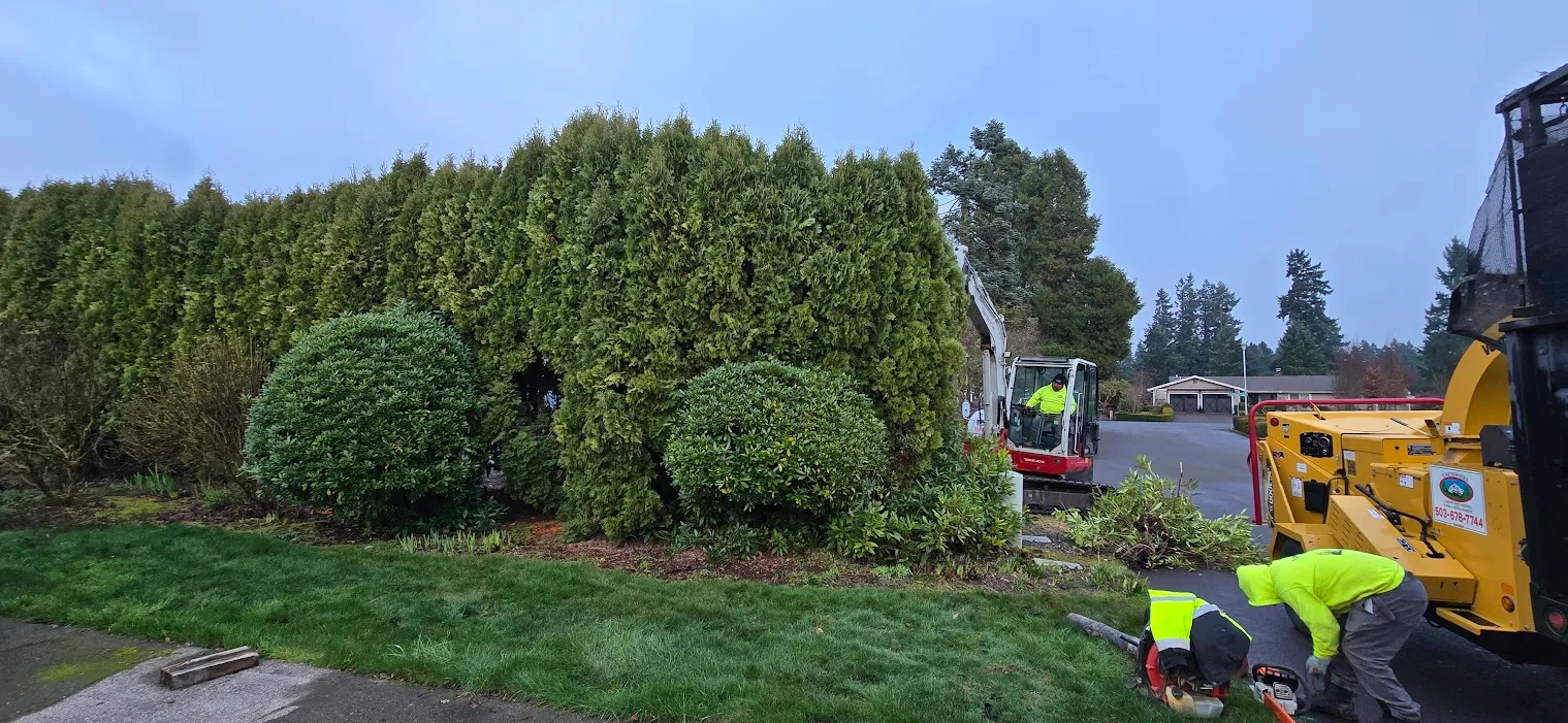 Overgrown arborvitae hedge being removed by the Earthworks crew