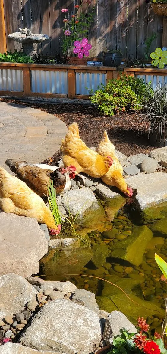 Four chickens drinking from the rock edge of the new pond