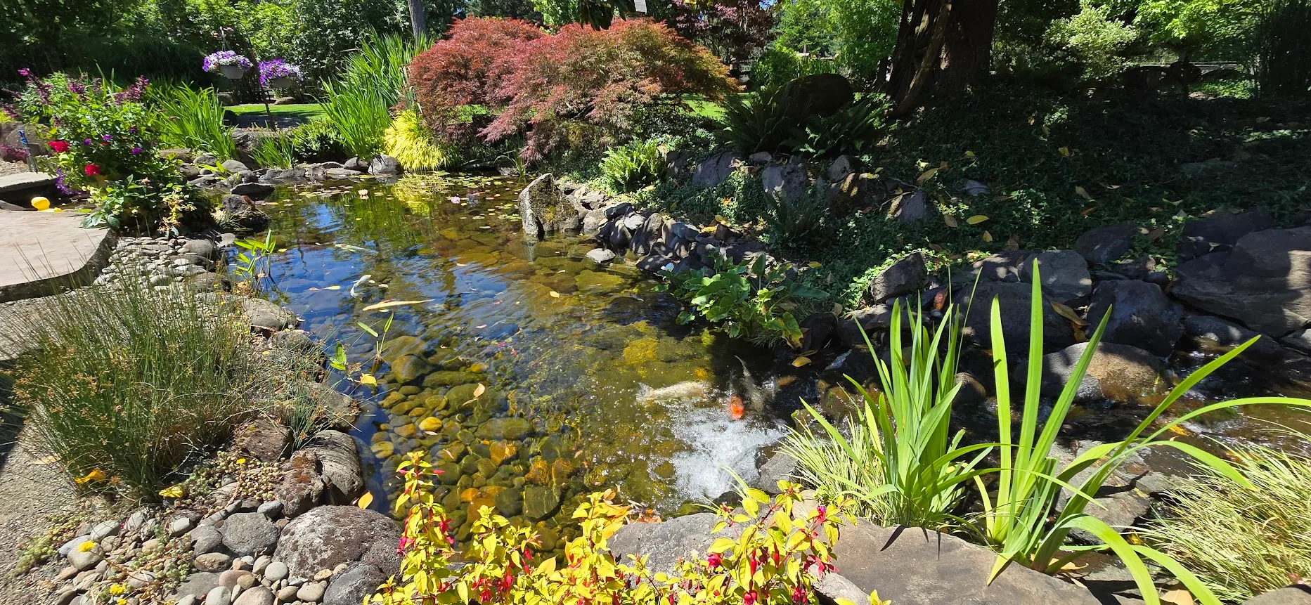 A clear, healthy koi pond in summer — visible koi, clean gravel, lush plantings